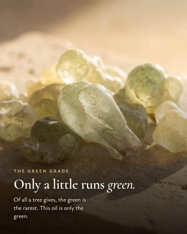 De zeldzame jade-groene wierookgraad