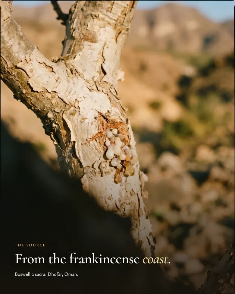 De bron: Boswellia sacra, Dhofar, Oman
