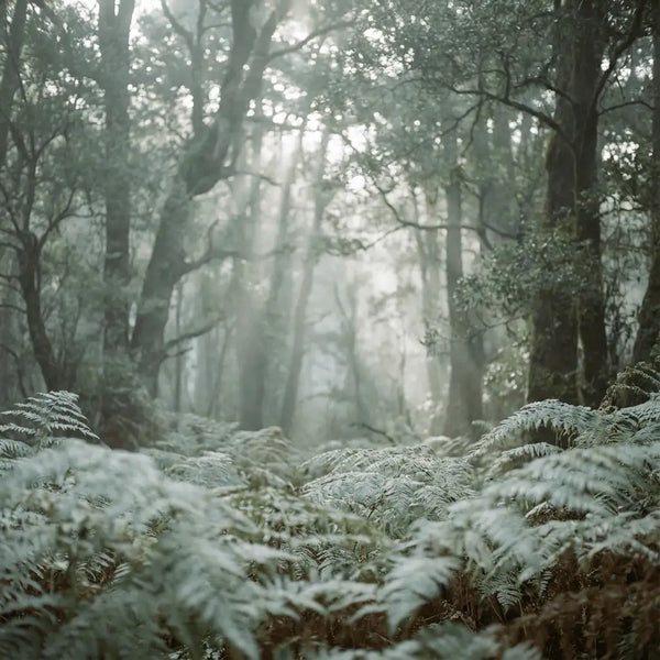 Cooling Eucalyptus Air