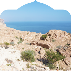 <p>Forms at high altitudes, where resin is most potent.</p>