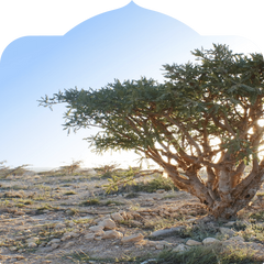 <p>Hardened in desert sun never processed or treated.</p>