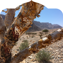 <p>Hardened in desert sun never processed or treated.</p>