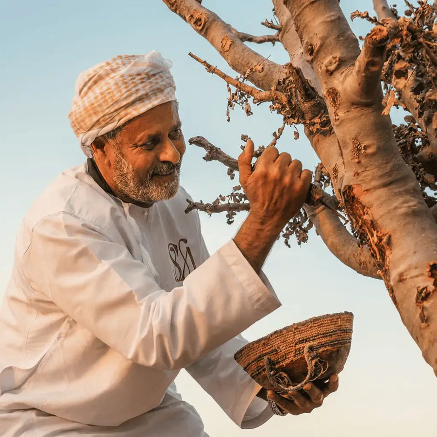 A harvester tending a sacred frankincense tree in Dhofar, Oman
