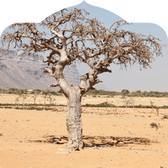 <h3>Healing Mother Myrrh</h3><p>Ancient Commiphora trees from Yemen</p>