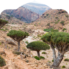 <p>Hardened in desert sun never processed or treated.</p>