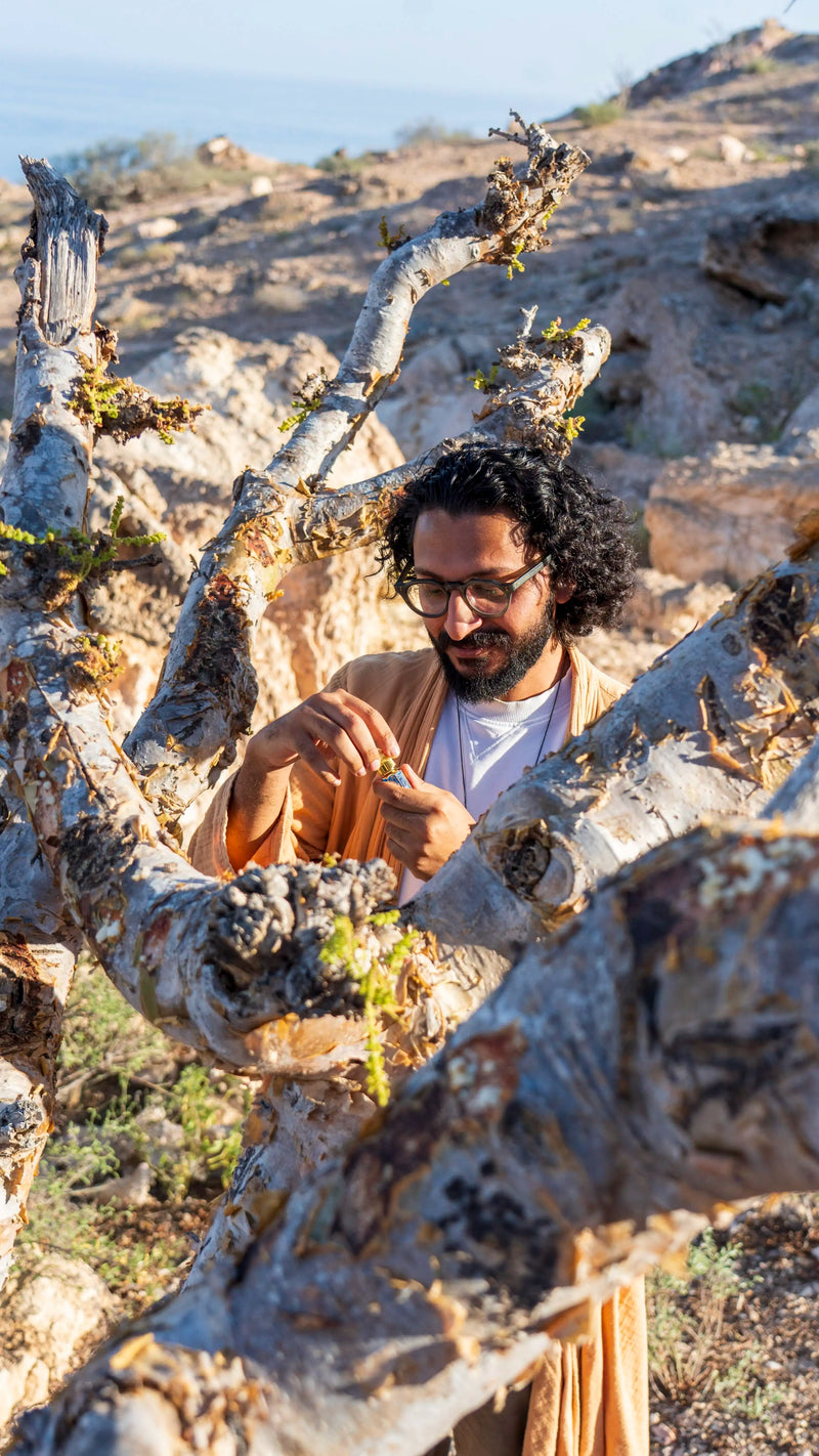 Shoaib among the Boswellia trees, Dhofar
