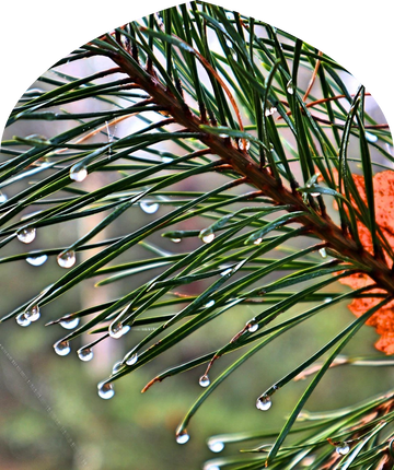 A dry, balsamic sweetness