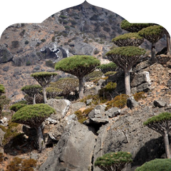 <p>Forms at high altitudes, where resin is most potent.</p>