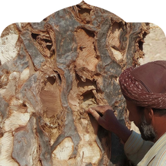 <p>Hand harvested from wild Dracaena cinnabari trees on Socotra Island</p>