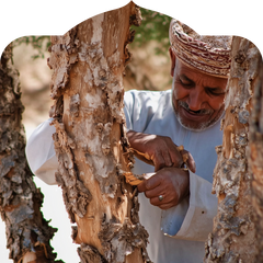 <p>Hand-harvested from wild Boswellia sacra trees from Oman</p>