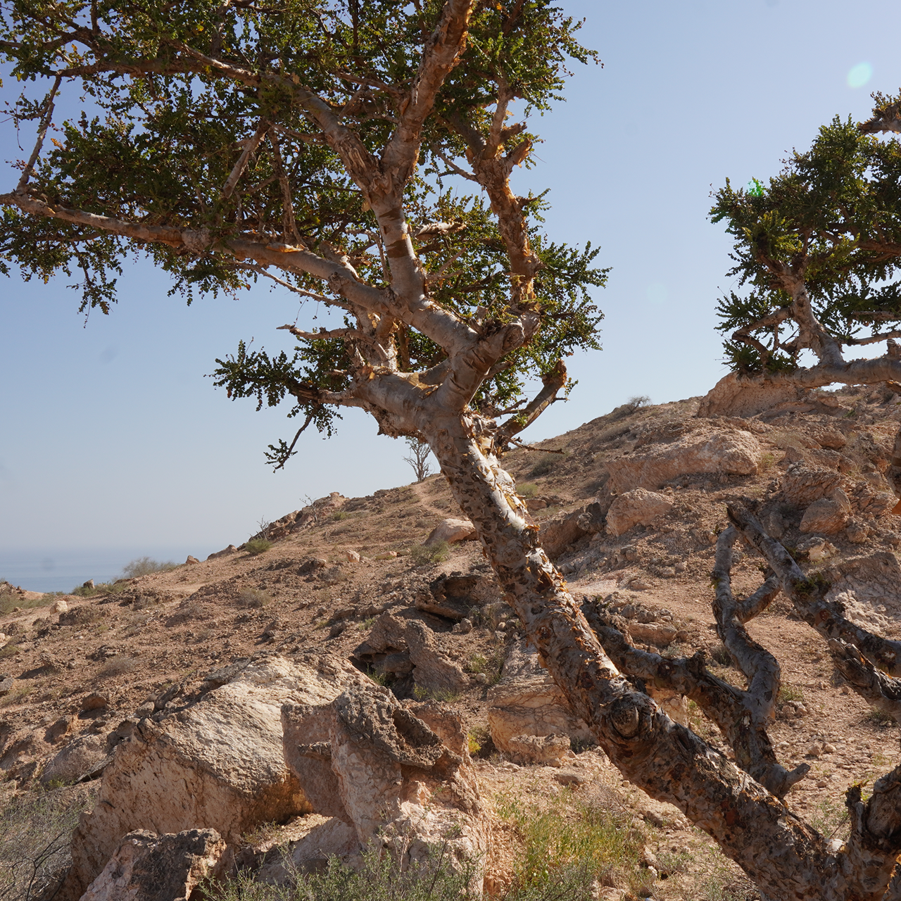 What Makes Amber Frankincense So Rare