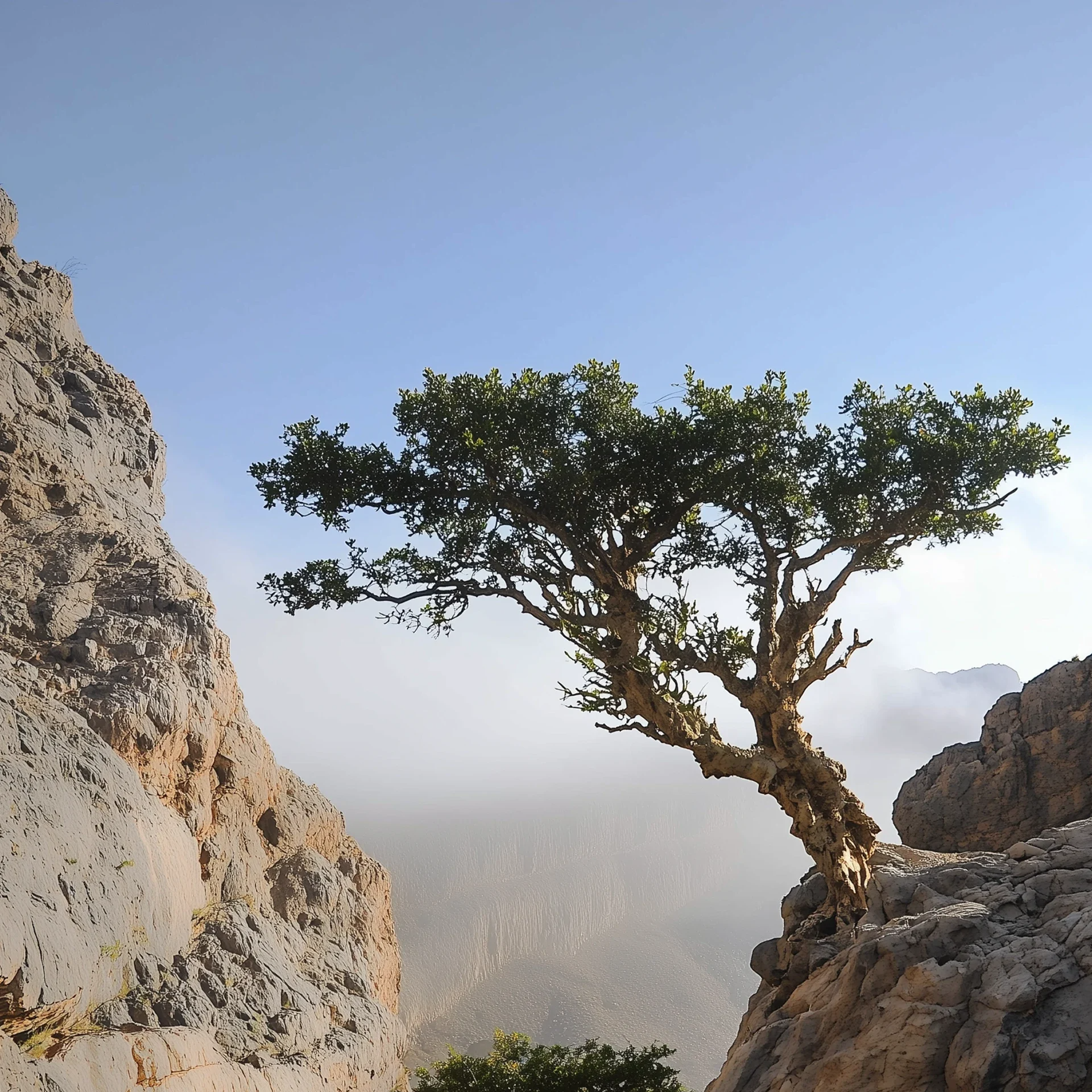 What Makes Jade Frankincense So Rare