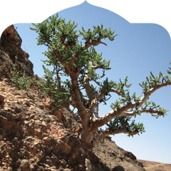 <h3>Sultan's Jade Frankincense</h3><p>High-altitude Boswellia sacra from Oman</p>