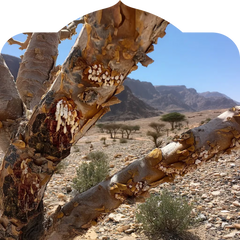 <p>Hardened in desert sun never processed or treated.</p>