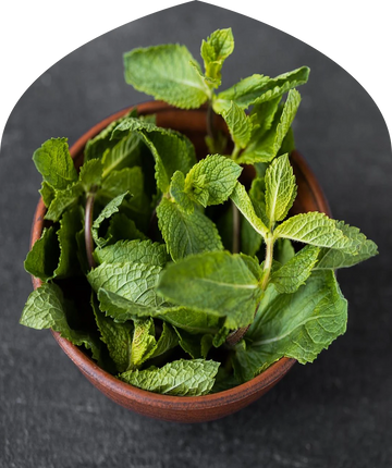 A gentle menthol airiness