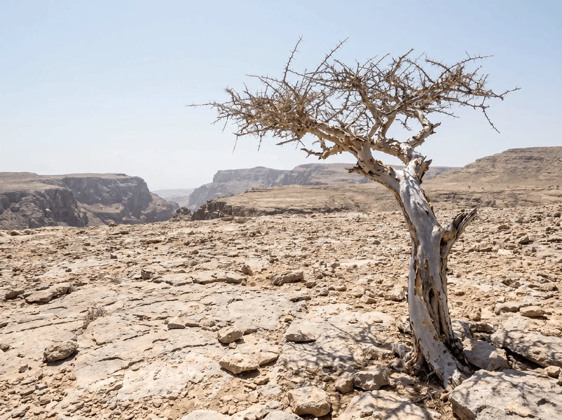 Trees That Cannot Be Tamed