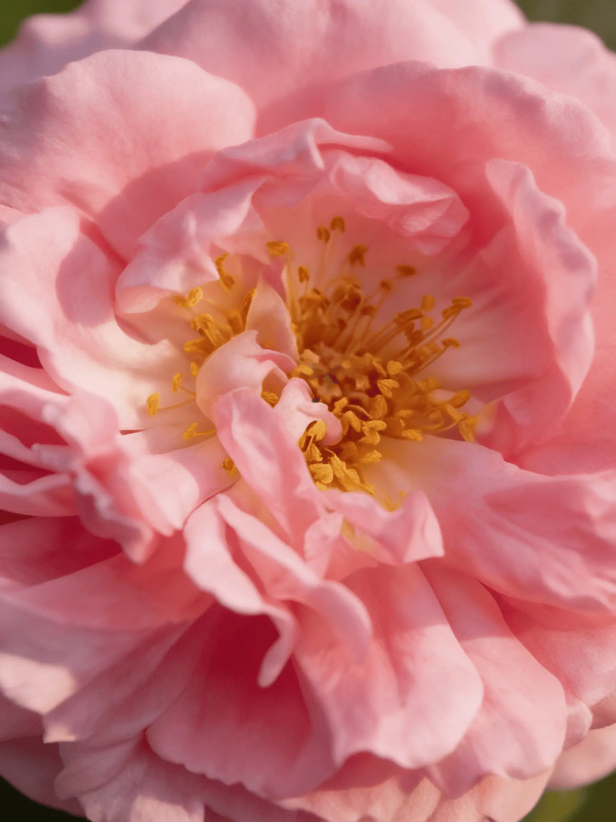 Close-up of a Rosa Damascena rose in full bloom with golden stamens, the flower behind Rose Otto essential oil