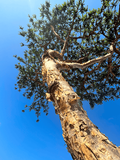 Sultan’s Jade Frankincense