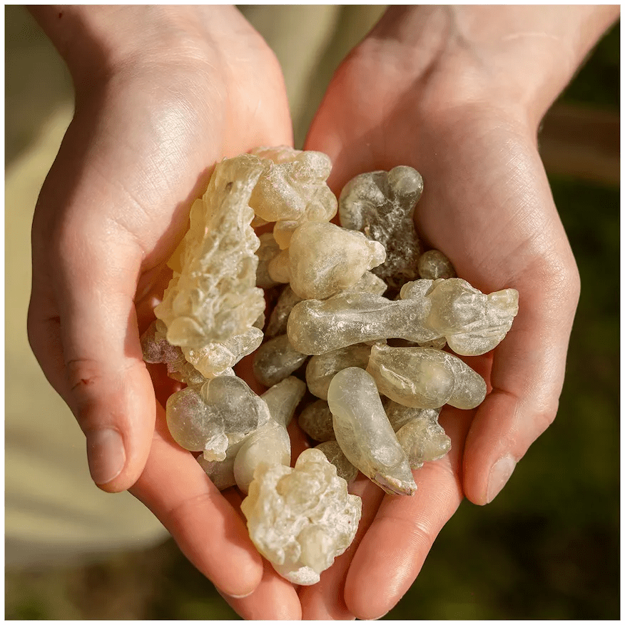 Sultan's Jade Frankincense - FRNC-SJADE-E-025GM-Q1