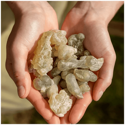 Sultan's Jade Frankincense - FRNC-SJADE-E-025GM-Q1