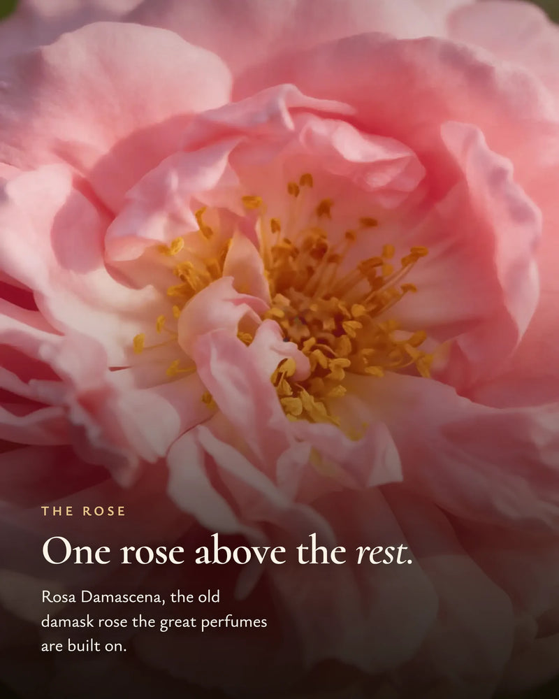 Rosa damascena, růže, na které stojí velké parfémy