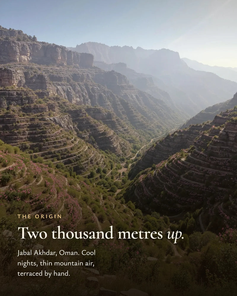 Jabal Akhdar, Omán — terasové zahrady růží