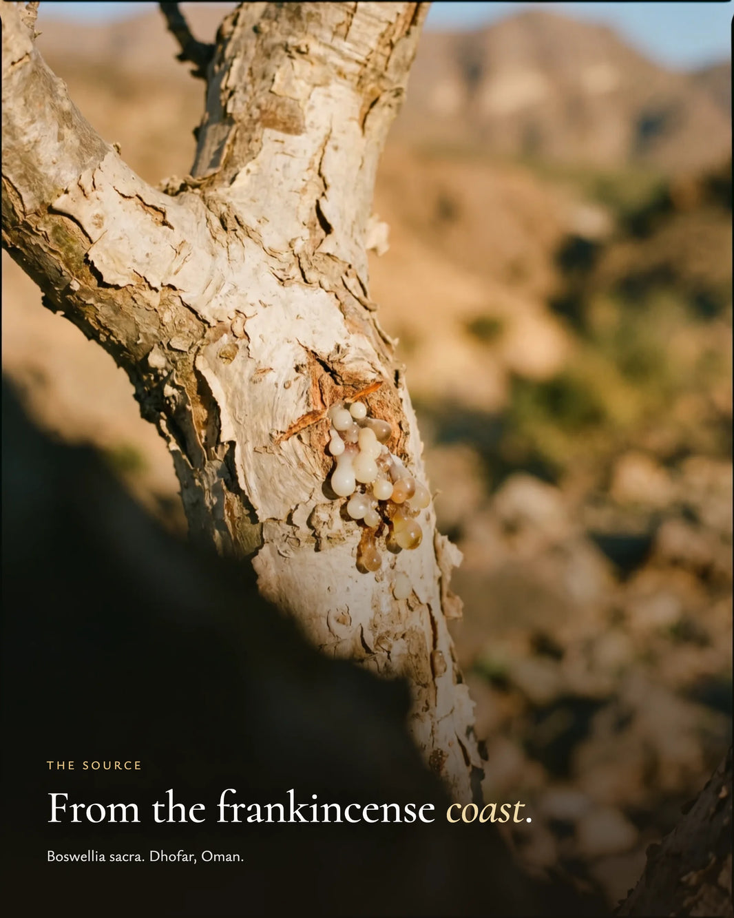 The source: Boswellia sacra, Dhofar, Oman