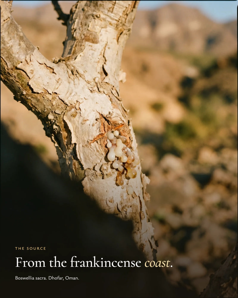 The source: Boswellia sacra, Dhofar, Oman