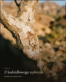 Źródło: Boswellia sacra, Dhofar, Oman